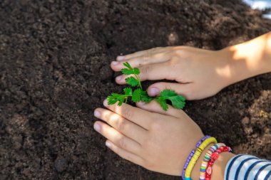 Çocuk toprağa bir bitki eker. Seçici odaklanma. Doğa.