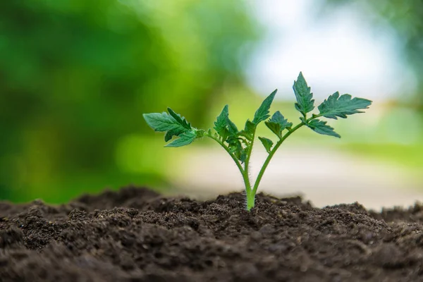 Planta Cresce Solo Foco Seletivo Natureza — Fotografia de Stock