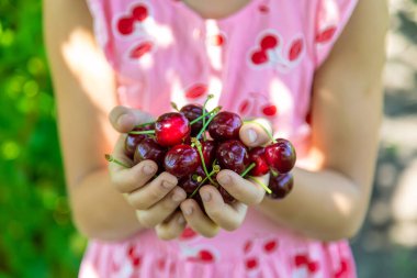 Bir çocuk bahçede kiraz topluyor. Seçici odaklanma. Yiyecek..