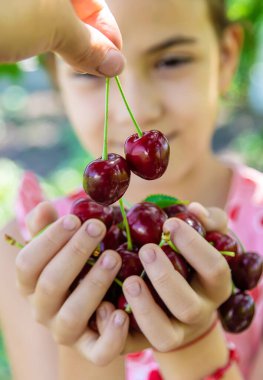 Bir çocuk bahçede kiraz topluyor. Seçici odaklanma. Yiyecek..