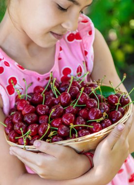Bir çocuk bahçede kiraz topluyor. Seçici odaklanma. Yiyecek..