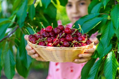 Bir çocuk bahçede kiraz topluyor. Seçici odaklanma. Yiyecek..