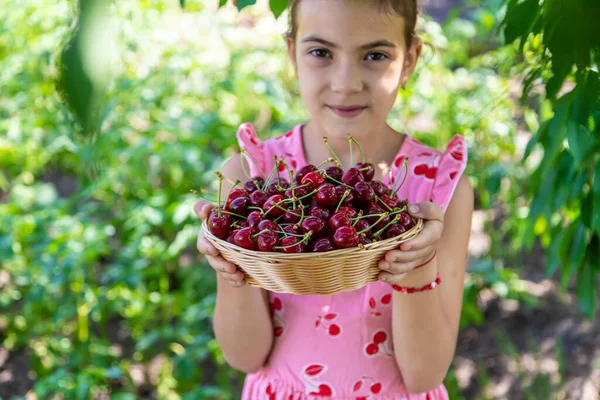 庭で子供がチェリーを収穫する 選択的フォーカス 食べ物 — ストック写真