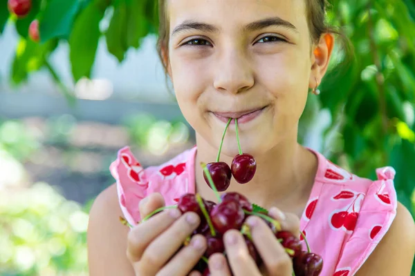 Bambino Raccoglie Ciliegie Giardino Concentrazione Selettiva Alimenti — Foto Stock