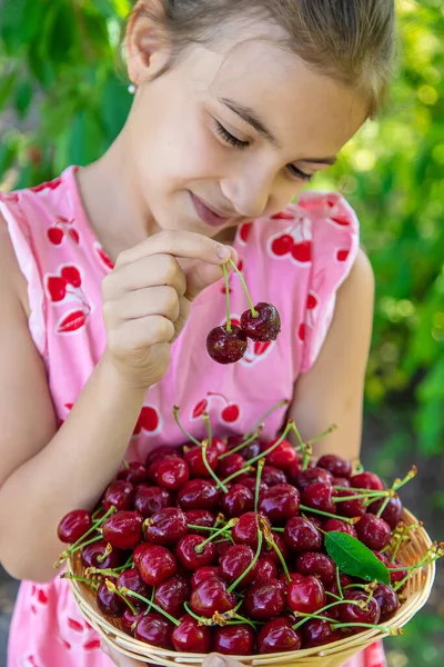 小孩在花园里采摘樱桃 有选择的重点 — 图库照片