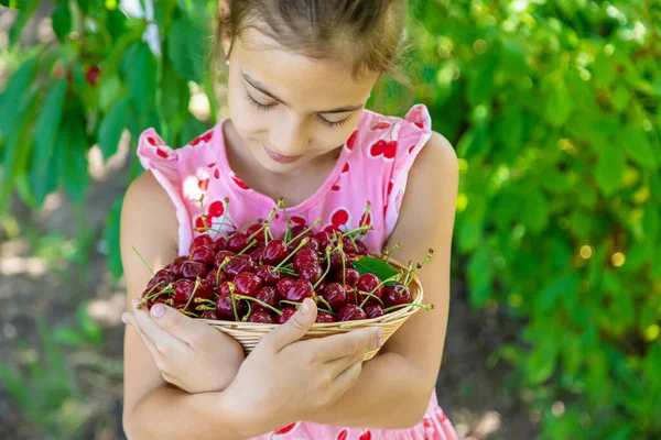Bir Çocuk Bahçede Kiraz Topluyor Seçici Odaklanma Yiyecek — Stok fotoğraf