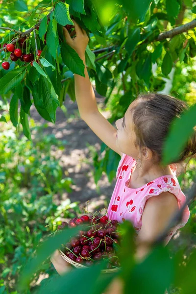 Seorang Anak Memanen Ceri Kebun Fokus Selektif Makanan — Stok Foto