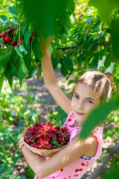 Ein Kind Erntet Garten Kirschen Selektiver Fokus Lebensmittel — Stockfoto