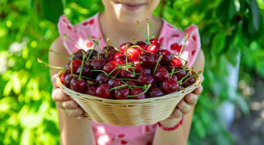 Bir çocuk bahçede kiraz topluyor. Seçici odaklanma. Yiyecek..