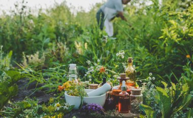 Yaşlı bir kadın şifalı bitkiler topluyor. Seçici odaklanma. Doğa.
