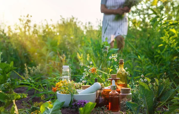 An old woman collects medicinal herbs. Selective focus. Nature.