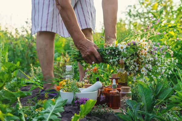 An old woman collects medicinal herbs. Selective focus. Nature.