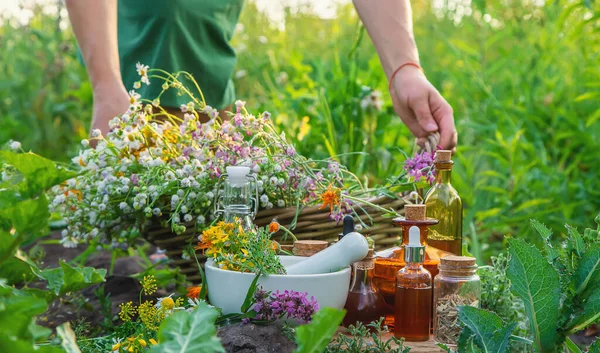 Woman Collects Medicinal Herbs Selective Focus Nature — Stockfoto