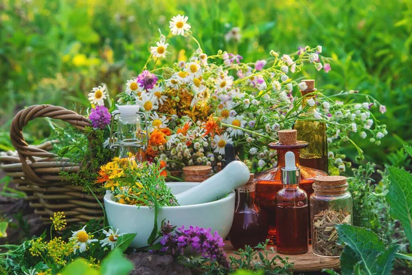 Hierbas Medicinales Tinturas Medicina Alternativa Enfoque Selectivo Naturaleza —  Fotos de Stock