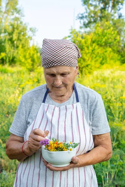 Stařena Sbírá Léčivé Byliny Selektivní Soustředění Nature — Stock fotografie