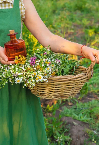 Woman Makes Herbal Tincture Selective Focus Nature — Stockfoto