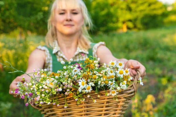 Een Vrouw Verzamelt Geneeskrachtige Kruiden Selectieve Focus Natuur — Stockfoto