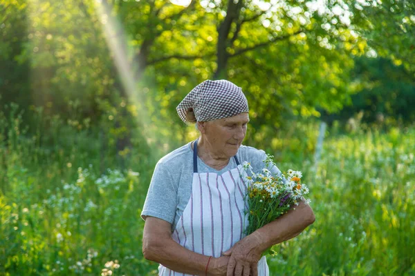 Old Woman Collects Medicinal Herbs Selective Focus Nature — Stock Photo, Image
