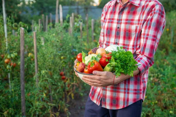 Manlig Bonde Håller Skörd Grönsaker Sina Händer Selektivt Fokus Natur — Stockfoto