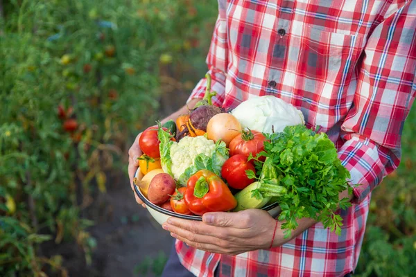 Homme Fermier Tient Dans Ses Mains Une Récolte Légumes Concentration — Photo