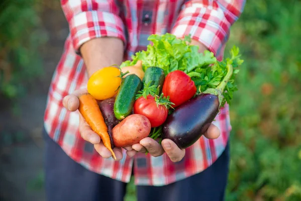 Hombre Agricultor Tiene Una Cosecha Verduras Sus Manos Enfoque Selectivo — Foto de Stock