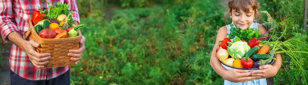 Enfant Tient Dans Ses Mains Une Récolte Légumes Concentration Sélective — Photo