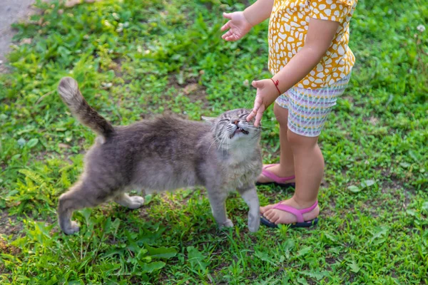 这孩子和猫一起玩 有选择的重点 — 图库照片