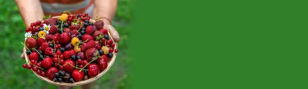 Grandmother Holds Harvest Berries Her Hands Selective Focus Food — Stok fotoğraf