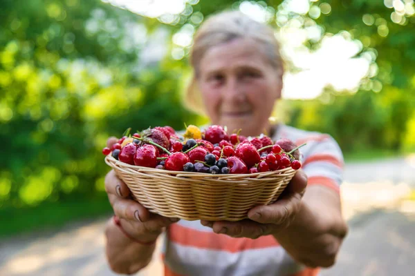 Grandmother Holds Harvest Berries Her Hands Selective Focus Food — Stock Photo, Image
