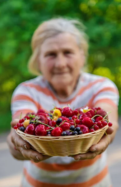 Büyükanne Elinde Böğürtlen Hasadı Tutuyor Seçici Odaklanma Yiyecek — Stok fotoğraf