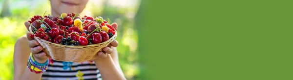 Child Eats Berries Garden Selective Focus Kid — Photo