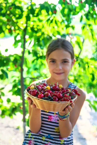那孩子在花园里吃浆果 有选择的重点 — 图库照片