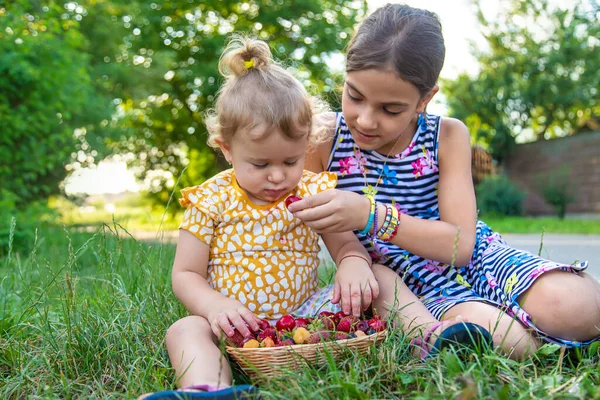 아이는 정원에서 딸기를 먹습니다 선택적 집중입니다 어린이 — 스톡 사진