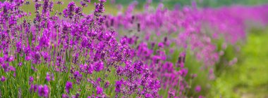 Güzel bir arka planda lavanta çiçekleri açar. Seçici odaklanma. Doğa.