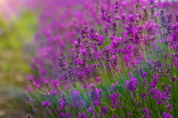 Lavender Blossoms Beautiful Background Field Selective Focus Nature — Stock Photo, Image