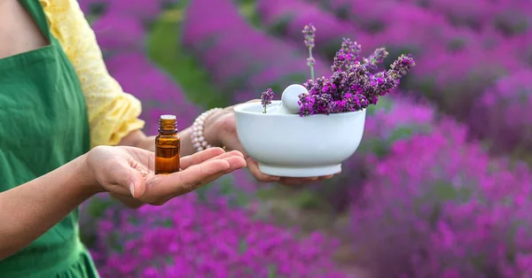 Woman Collects Lavender Essential Oil Selective Focus Nature — Stockfoto