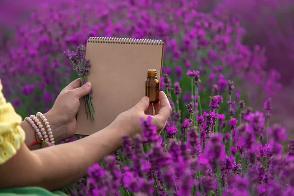 Woman Collects Lavender Flowers Essential Oil Selective Focus Nature — ストック写真