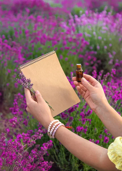 Woman Collects Lavender Flowers Essential Oil Selective Focus Nature — Stockfoto