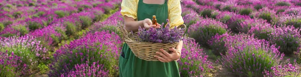 Eine Frau Sammelt Lavendelblüten Für Ätherisches Selektiver Fokus Natur — Stockfoto