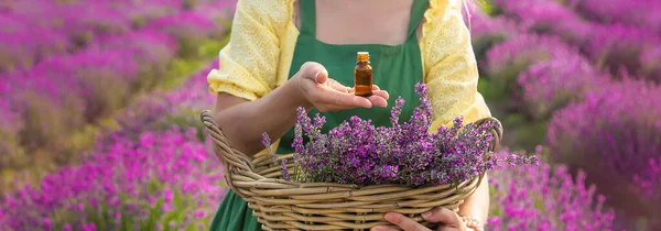 Eine Frau Sammelt Lavendelblüten Für Ätherisches Selektiver Fokus Natur — Stockfoto
