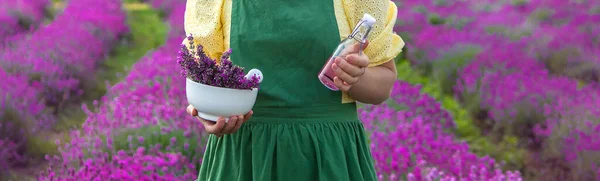 Woman Collects Lavender Essential Oil Selective Focus Nature — ストック写真