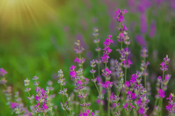 Lavender Blossoms Beautiful Background Field Selective Focus Nature — Photo