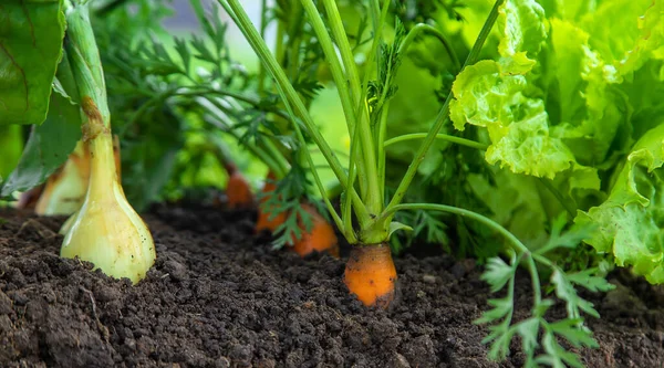 Sayuran Tumbuh Kebun Fokus Selektif Makanan — Stok Foto