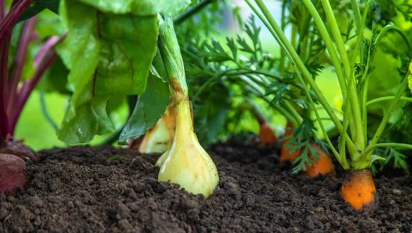 Sayuran Tumbuh Kebun Fokus Selektif Makanan — Stok Foto