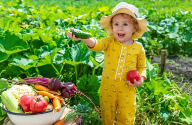 Sebze bahçesindeki çocuk. Seçici odaklanma. Çocuk.