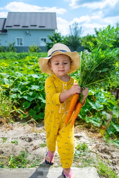 Child Garden Holds Crop Carrots His Hands Selective Focus Kid — Stok Foto