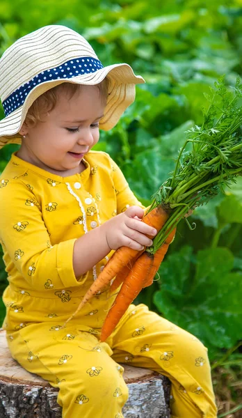 Child Garden Holds Crop Carrots His Hands Selective Focus Kid — Stok fotoğraf