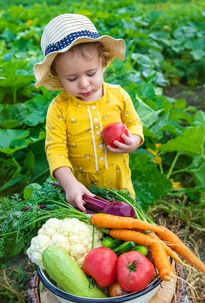 Sebze bahçesindeki çocuk. Seçici odaklanma. Çocuk.