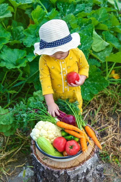 Child Vegetable Garden Selective Focus Kid — Foto de Stock