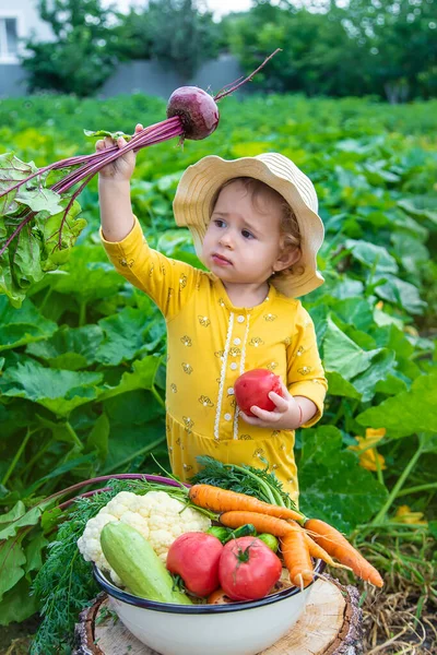 Child Vegetable Garden Selective Focus Kid — стоковое фото